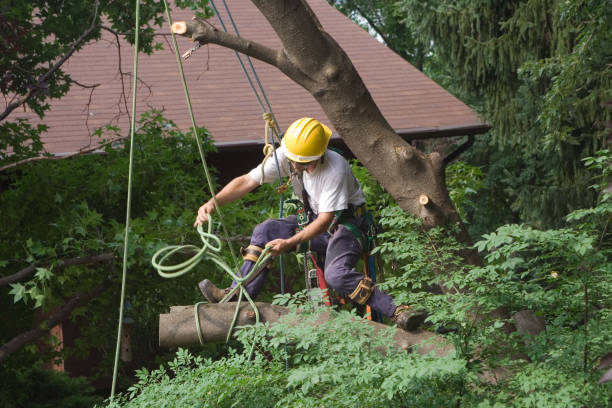 Best Lawn Irrigation Installation and Maintenance  in Columbus, WI