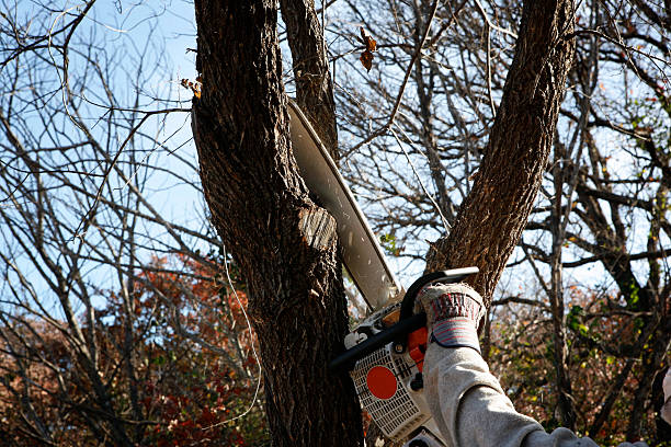 Professional Tree Care in Columbus, WI