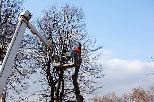 Professional Tree Care in Columbus, WI