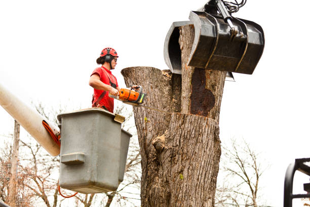 Best Root Management and Removal  in Columbus, WI
