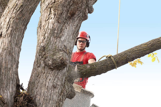 Best Hedge Trimming  in Columbus, WI